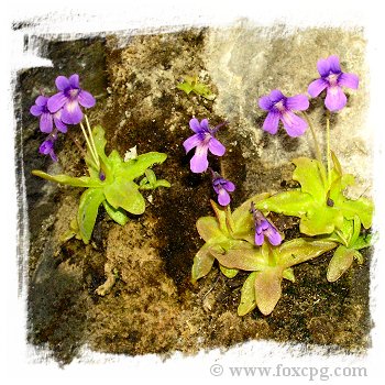 Pinguicula longifolia subsp. causensis {Mende, S. France, 400m} / 3+ plants