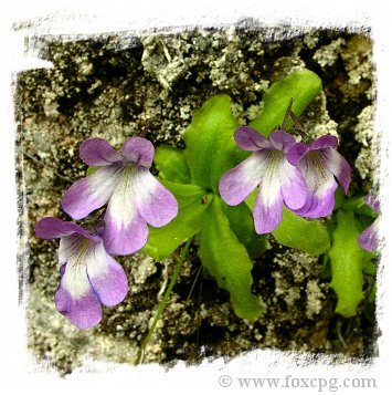 Pinguicula longifolia subsp. longifolia {Valle de Pineta, France} (15s) 