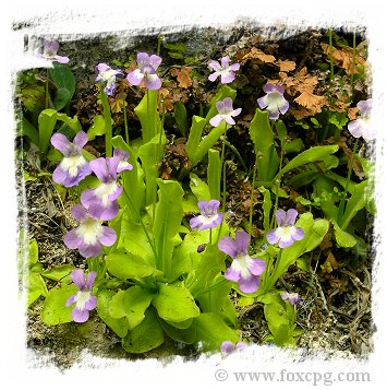 Pinguicula longifolia subsp. longifolia {Valle de Pineta, France} (15s)