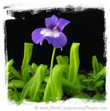 Pinguicula longifolia subsp. longifolia {NP Ordesa, France} / 3+ plants