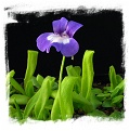 Pinguicula longifolia subsp. longifolia {NP Ordesa, France} / 3+ plants