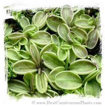 Pinguicula lusitanica {Geres, Portugal} / 3+ plants