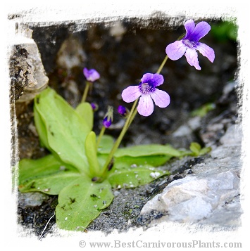 Pinguicula macroceras {Mt. Nyuto = Mt. Eboshi), Akita, Japan} / 2+ plants