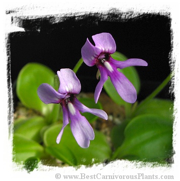 Pinguicula macrophylla / 2+ plants