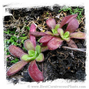 Pinguicula martinezii / 2+ plants