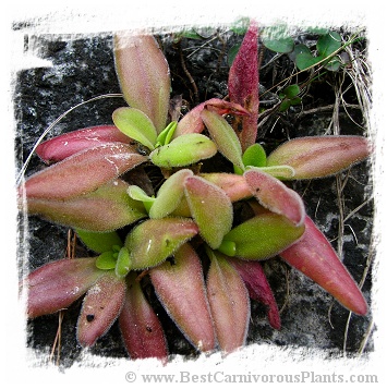 Pinguicula martinezii / 2+ plants