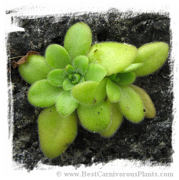 Pinguicula martinezii / 2+ plants