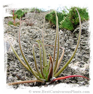 Pinguicula medusina / 3+ plants