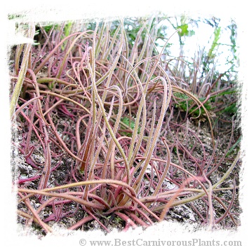 Pinguicula medusina / 3+ plants