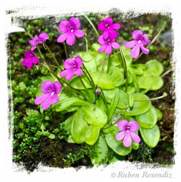 Pinguicula mesophytica {Cerro El Pital, Honduras}