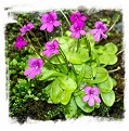 Pinguicula mesophytica {Cerro El Pital, Honduras}