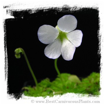 Pinguicula mirandae {Oaxaca, Mexico} / 1+ plant