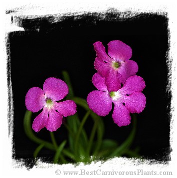 Pinguicula moctezumae / 2+ plants