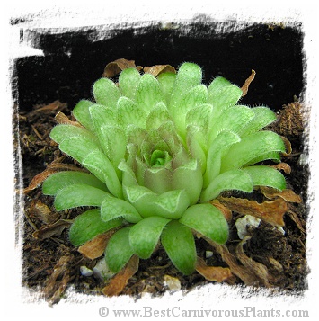 Pinguicula moranensis var. neovolcanica {Guererro} / 2+ plants