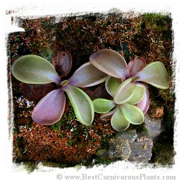 Pinguicula moranensis {Las Minas Veri, Mex.} / 2+ plants