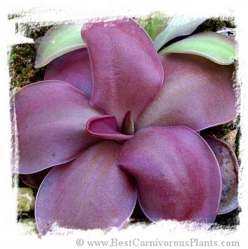 Pinguicula moranensis f. rosei {Japanese strain} / 1+ plant