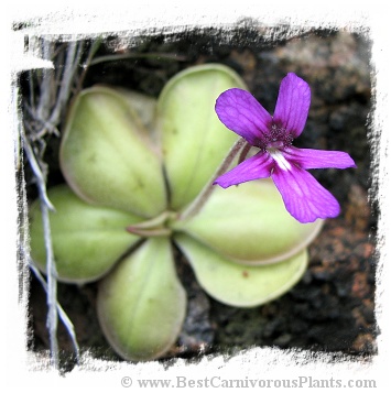 Pinguicula moranensis {near Huajuapan, Oaxaca, Mexico} / 2+ plants