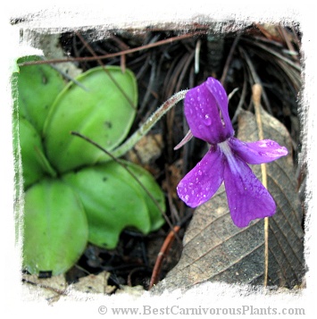 Pinguicula moranensis {near San Pablo Villa de Mitla, Oaxaca, Mexico} / 2+ plants