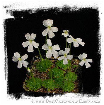 Pinguicula moranensis var. alba {pure white flower; 25 km from San Cristobal, Mexico} / 2+ plants