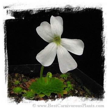 Pinguicula moranensis var. alba {pure white flower; 25 km from San Cristobal, Mexico} / 2+ plants