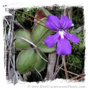 Pinguicula moranensis {Zacatlan, Puebla, Mexico} / 1+ plants