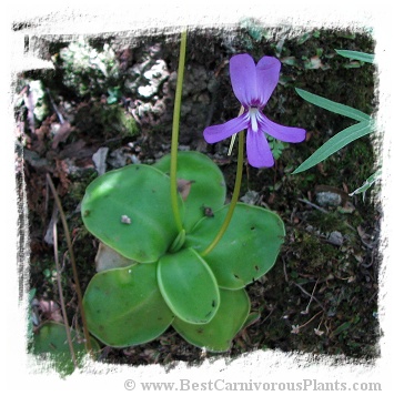 Pinguicula moranensis var. neovolcanica {Mineral del Chico, Hidalgo, Mexico, 2491m} (15s)