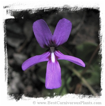 Pinguicula moranensis var. neovolcanica {Mineral del Chico, Hidalgo, Mexico, 2491m} (15s)