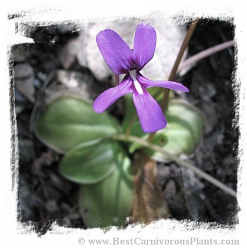 Pinguicula moranensis var. neovolcanica {Pachuca, Hidalgo, Mexico} / 2+ plants