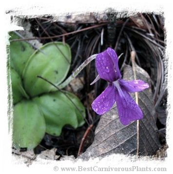 Pinguicula moranensis {near Santiago Juxtlahuaca, Oaxaca, Mexico, 1850m} (15s)