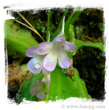 Pinguicula mundii {Rio Mundo, Spain}