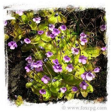 Pinguicula nevadensis / 2+ plants