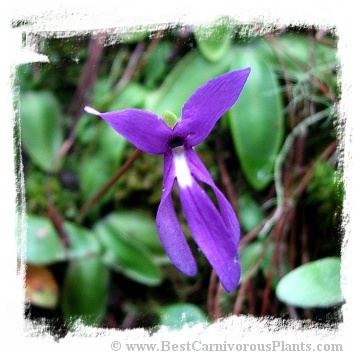 Pinguicula orchidioides {Ixtlan de Juarez, Oaxaca, Mexico} / 2+ plants