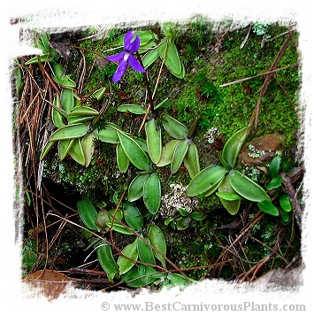 Pinguicula orchidioides {Ixtlan de Juarez, Oaxaca, Mexico} / 2+ plants