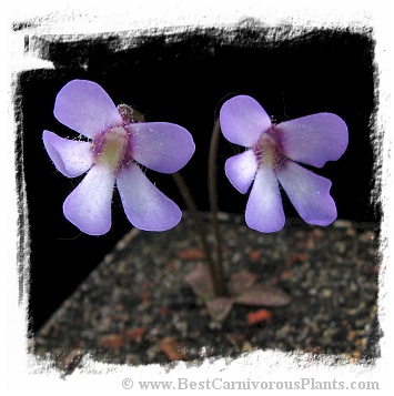 Pinguicula parviflora / 1+ plant