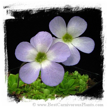 Pinguicula pilosa / 1+ plant