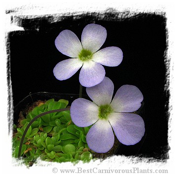 Pinguicula pilosa / 1+ plant