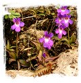 Pinguicula poldinii / 2+ plants