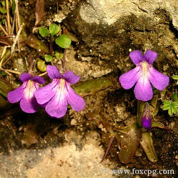 Pinguicula poldinii / 2+ plants