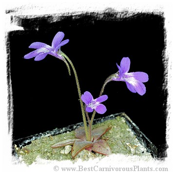 Pinguicula poldinii / 2+ plants