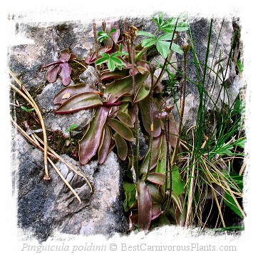 Pinguicula poldinii / 2+ plants