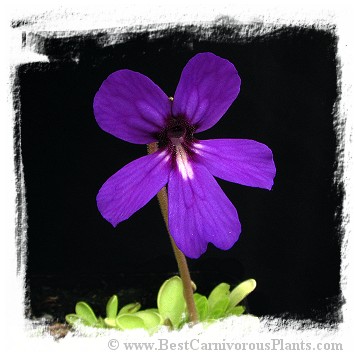 Pinguicula potosiensis / 2+ plants