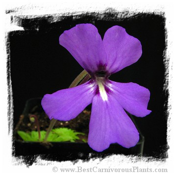 Pinguicula potosiensis / 2+ plants