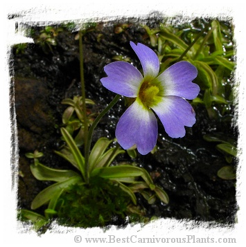 Pinguicula primuliflora / 3+ plants