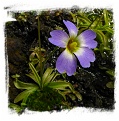 Pinguicula primuliflora / 3+ plants