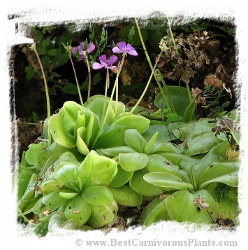 Pinguicula rectifolia {Huajuapan, Oaxaca, Mexico} / 2+ plants