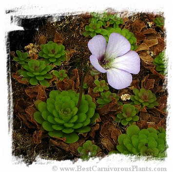 Pinguicula rotundiflora / 3+ plants