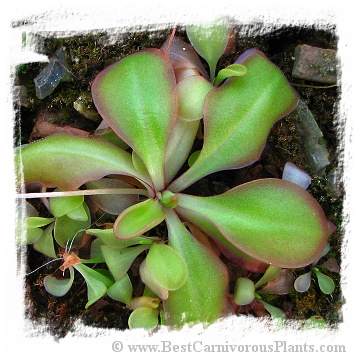 Pinguicula spec. ANPA D {= P. moranensis, between Toluca and Temascaltepec, Mexico} / 2+ plant