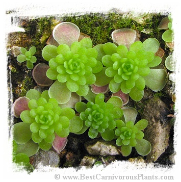 Pinguicula spec. El Mirador / 1+ plant