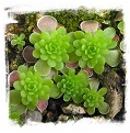 Pinguicula esseriana {=spec. El Mirador}  / 1+ plant