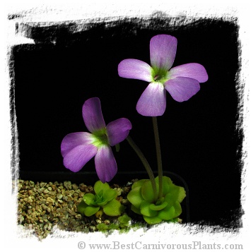 Pinguicula spec. Guatemala {L91-10, Guatemala} / 2+ plants